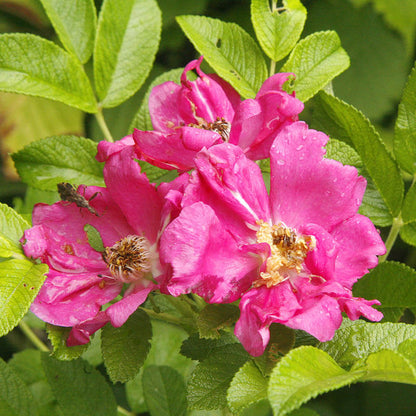 Pink Rugosa Rose Seeds