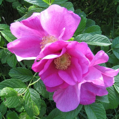 Pink Rugosa Rose Seeds