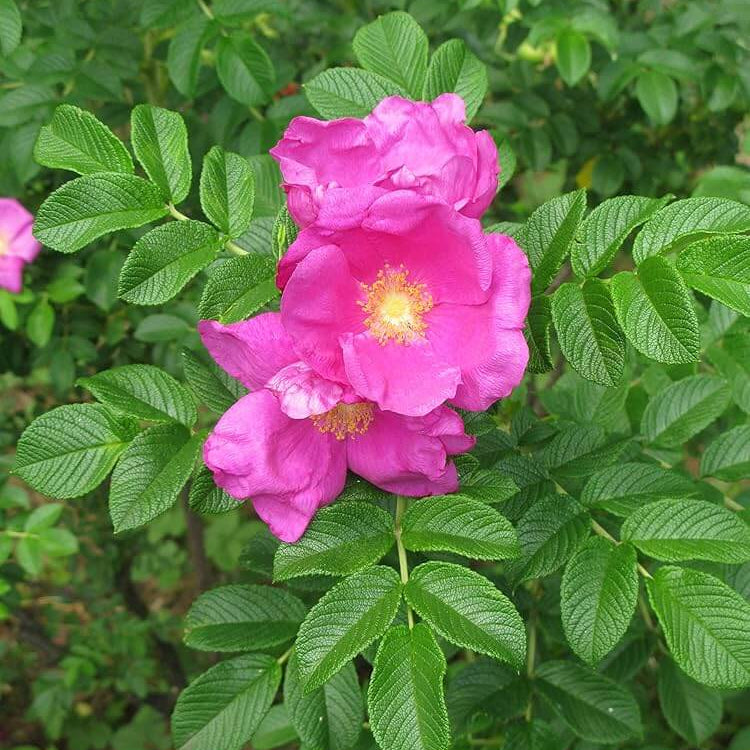 Pink Rugosa Rose Seeds