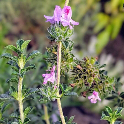 Pink Savory Seeds 