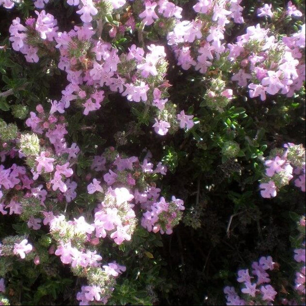 Pink Savory Seeds 