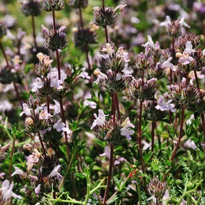 Pink Savory Seeds 
