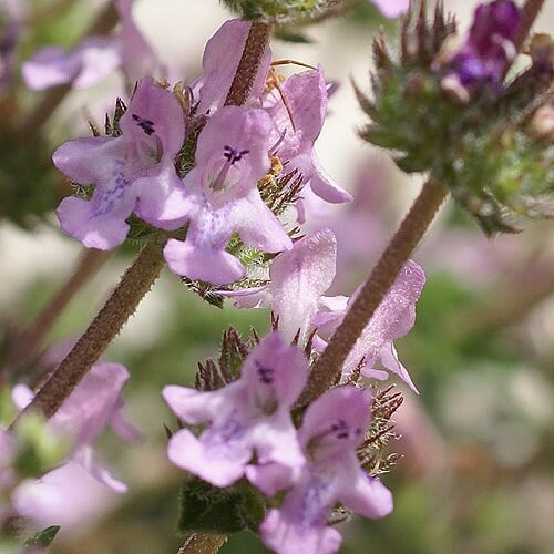 Pink Savory Seeds 
