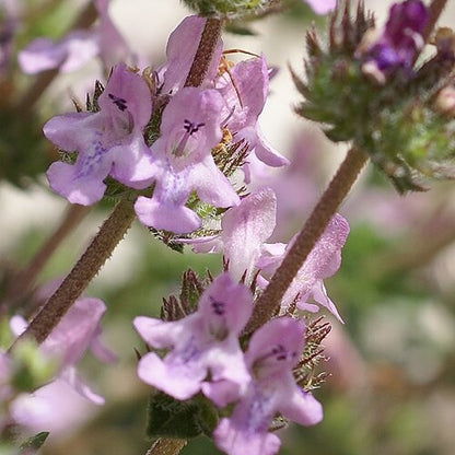 Pink Savory Seeds 