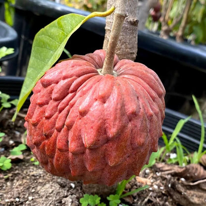 Pink Soursop Seeds 