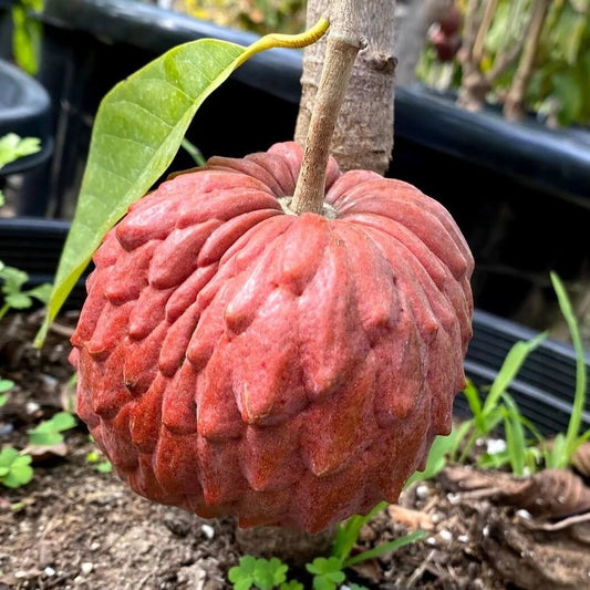 Pink Soursop Seeds 
