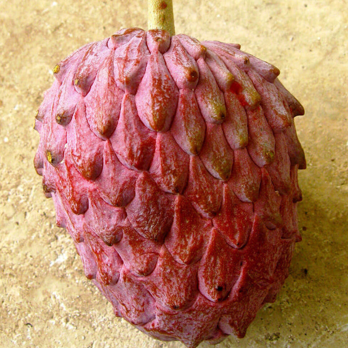 Pink Soursop Seeds 