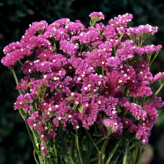 Pink Statice Seeds - Flower Plant for Home Gardens