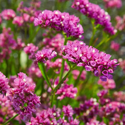 Pink Statice Seeds - Flower Plant for Home Gardens