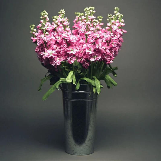 Pink Stock Seeds - Flower Plant for Home Gardens