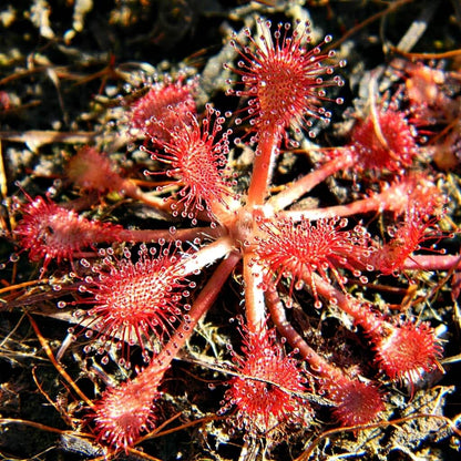 Pink Sundew Seeds 