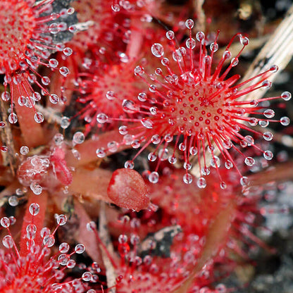Pink Sundew Seeds 