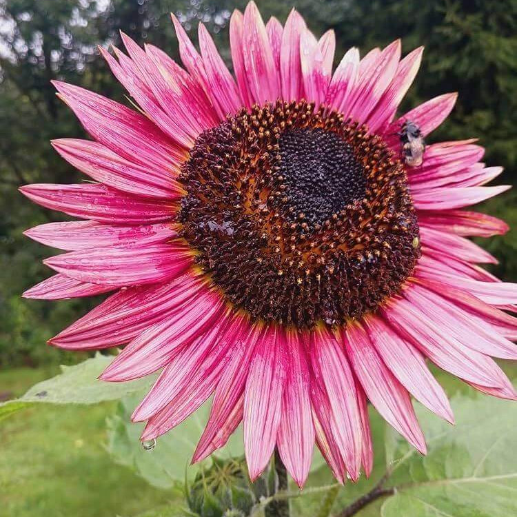 Pink Sunflower Seeds 