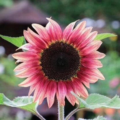 Pink Sunflower Seeds 