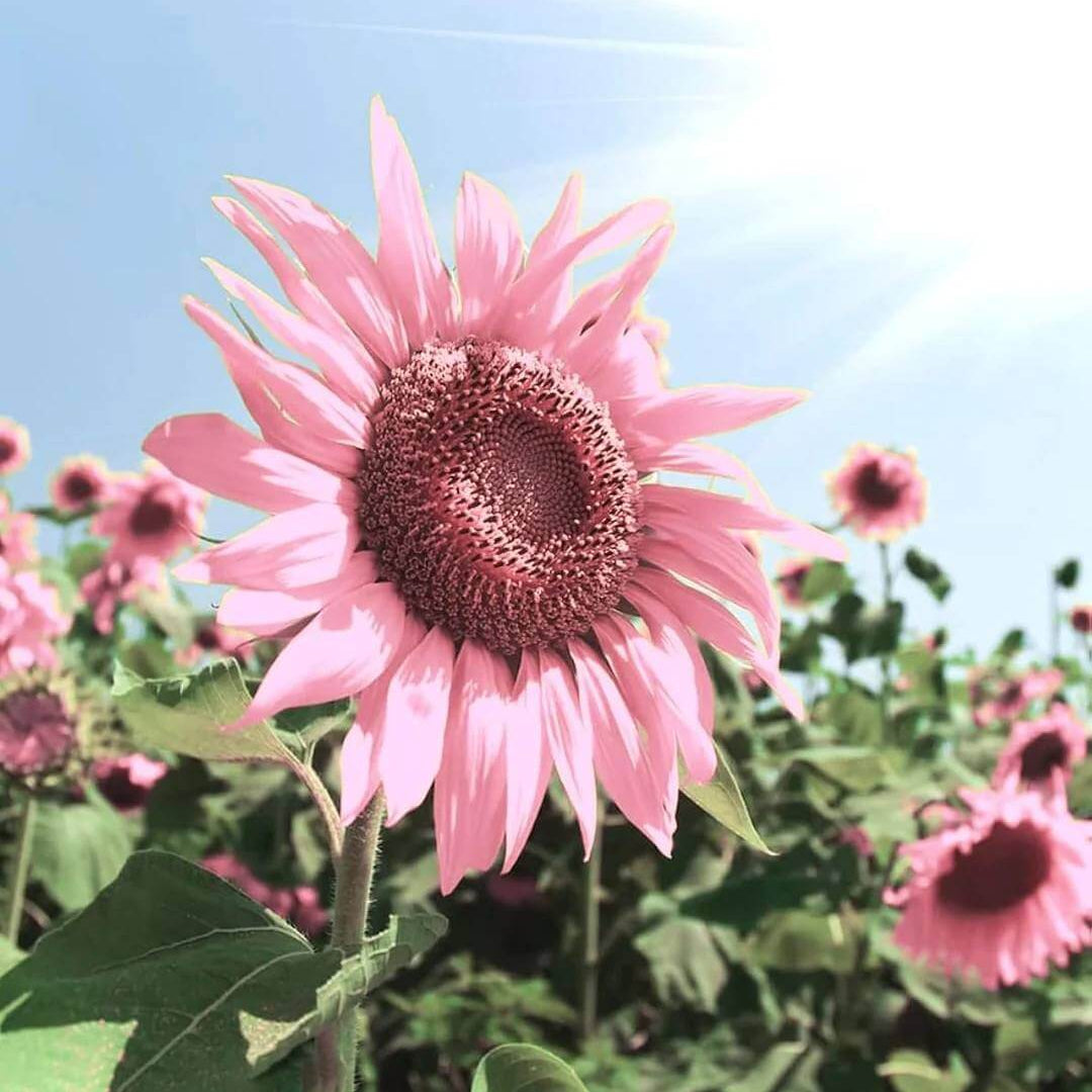 Pink Sunflower Seeds 
