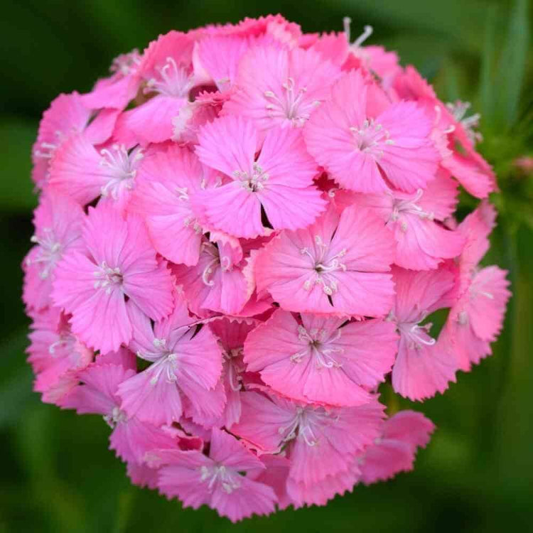 Pink Sweet William Seeds - Flower Plant for Home Gardens