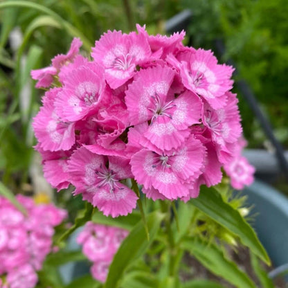 Pink Sweet William Seeds - Flower Plant for Home Gardens