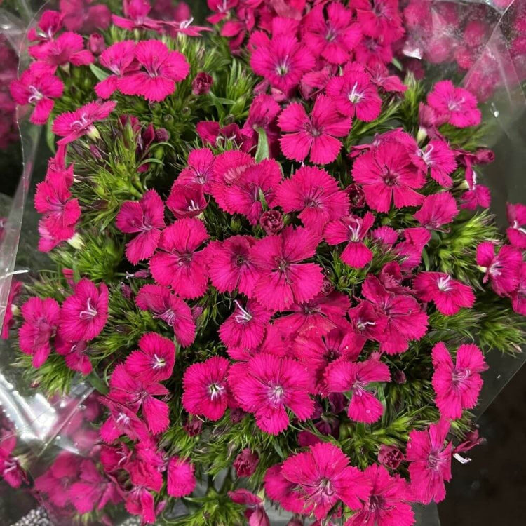 Pink Sweet William Seeds - Flower Plant for Home Gardens