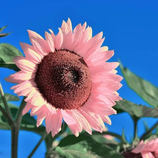 Pink Tectorum Rose Sunflower Seeds