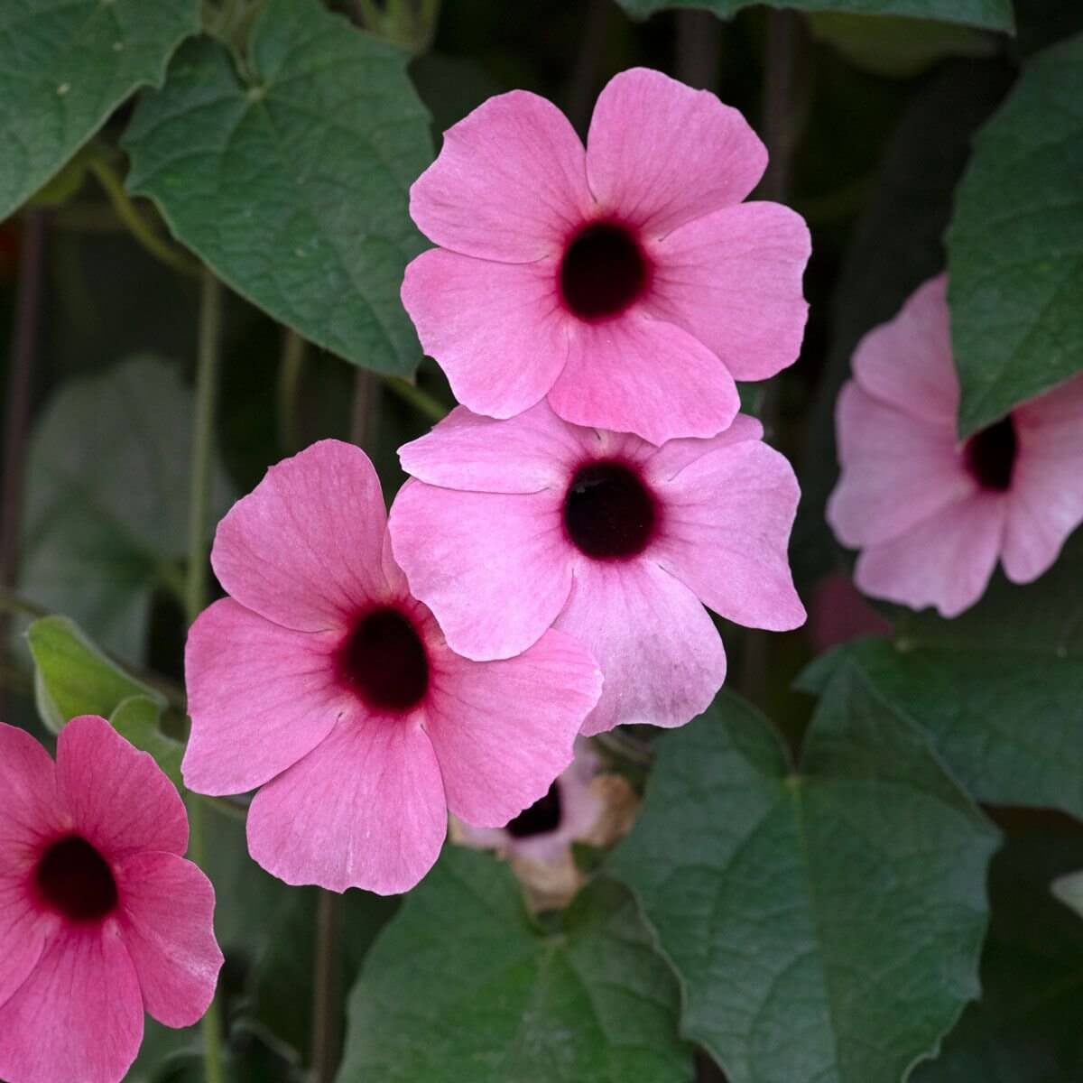 Pink Thunbergia Seeds