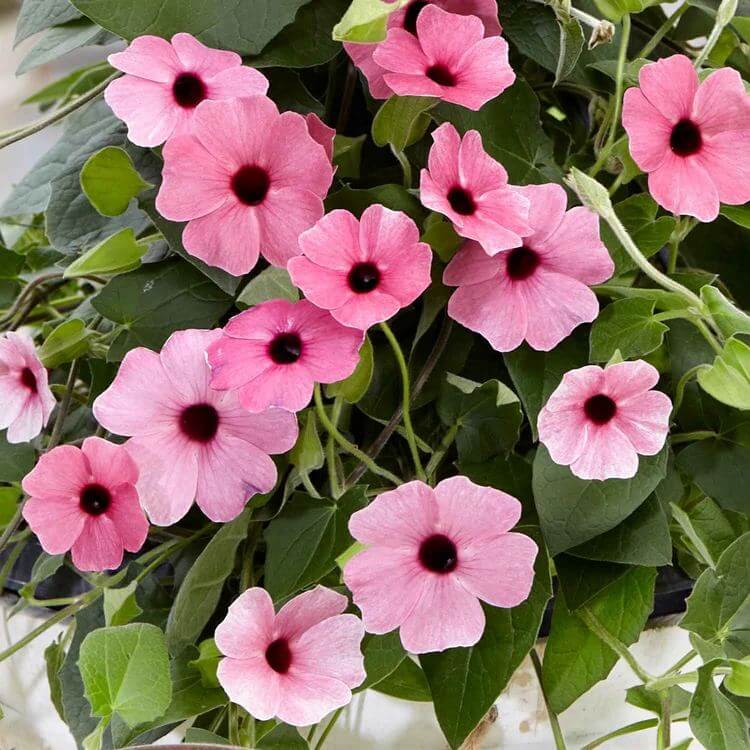 Pink Thunbergia Seeds