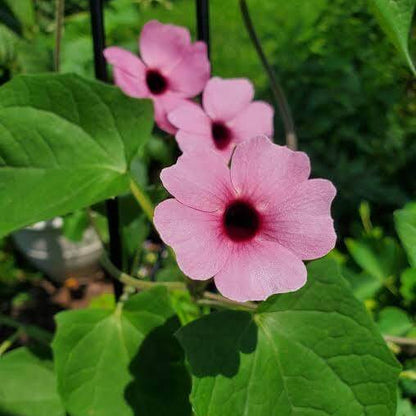 Pink Thunbergia Seeds