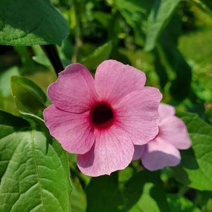 Pink Thunbergia Seeds