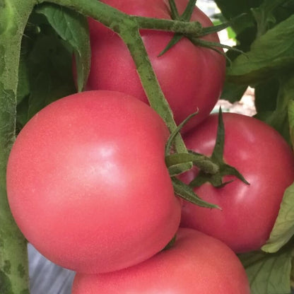 Pink Tomato Seed