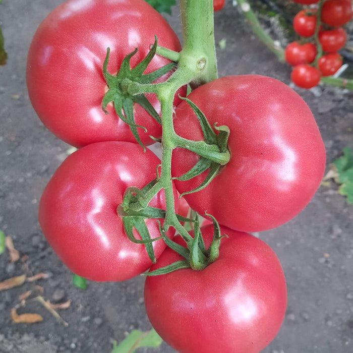 Pink Tomato Seed