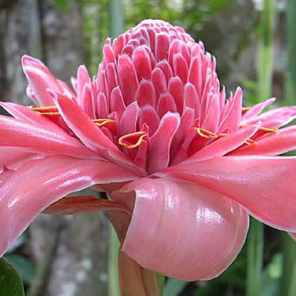 Pink Torch Ginger Etlingera Elatior Seeds 