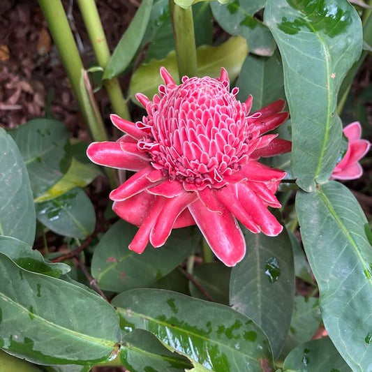 Pink Torch Ginger Etlingera Elatior Seeds 