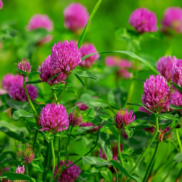 Pink Trifolium Seeds - Flower Plant 