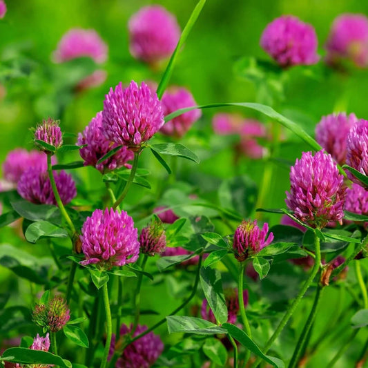 Pink Trifolium Seeds - Flower Plant 