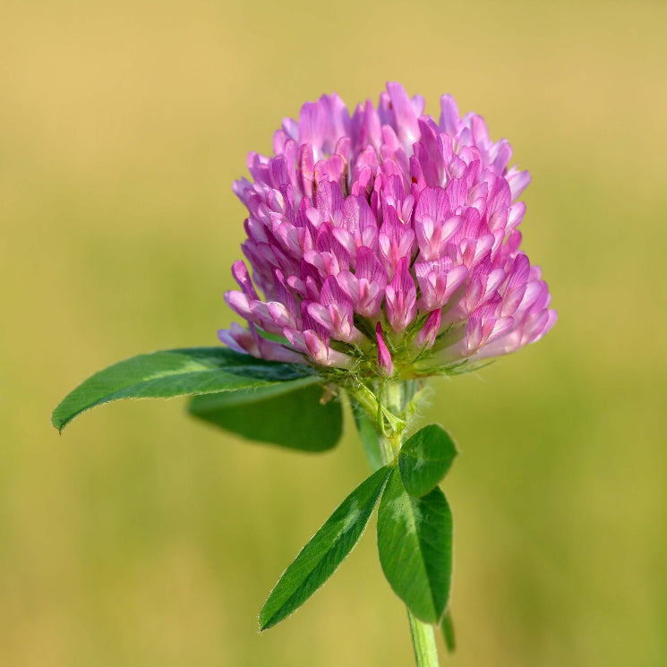 Pink Trifolium Seeds - Flower Plant 
