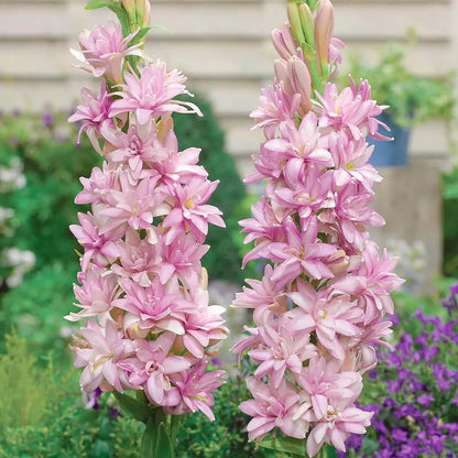 Pink Tuberose Seeds
