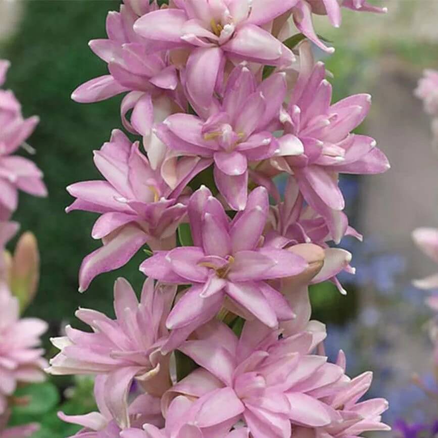 Pink Tuberose Seeds
