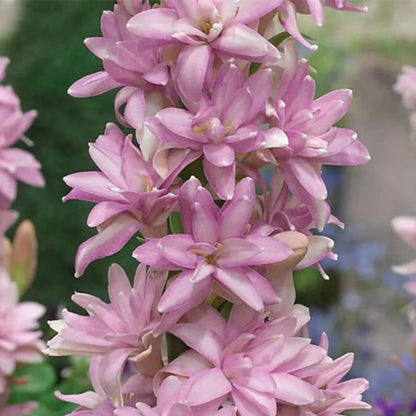 Pink Tuberose Seeds