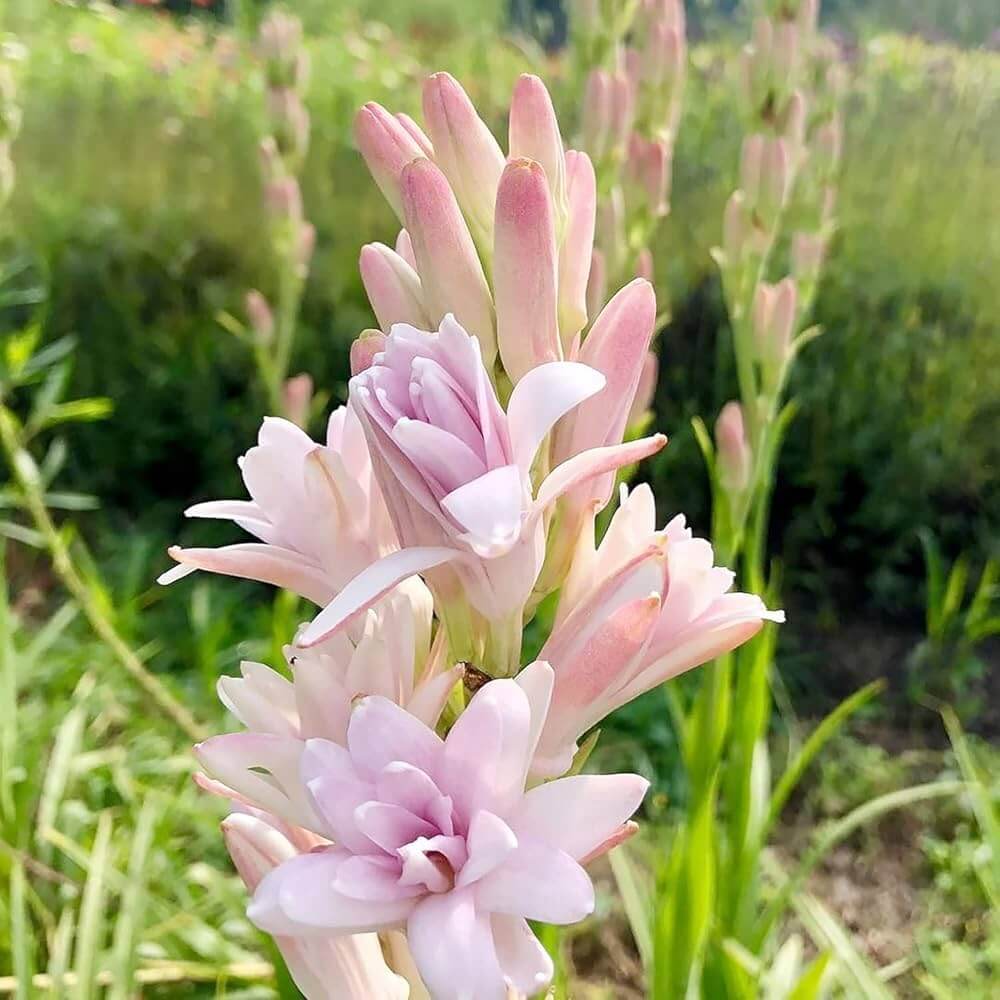 Pink Tuberose Seeds