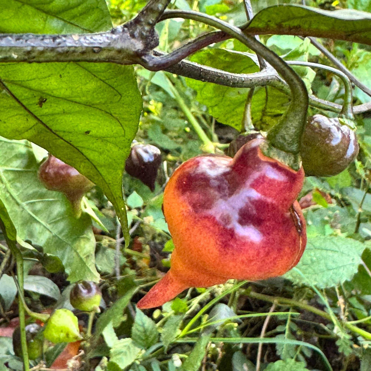 Pink Ufo Pepper Seeds 