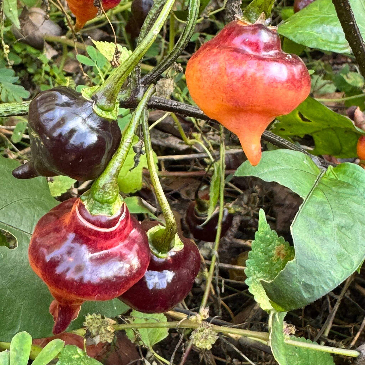 Pink Ufo Pepper Seeds 