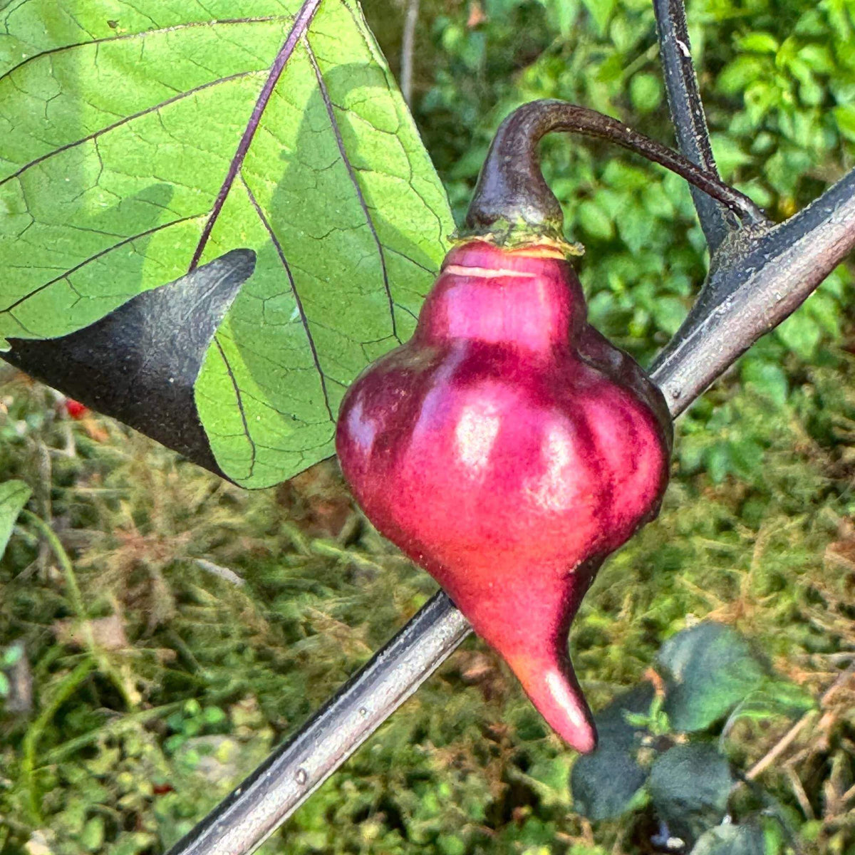 Pink Ufo Pepper Seeds 