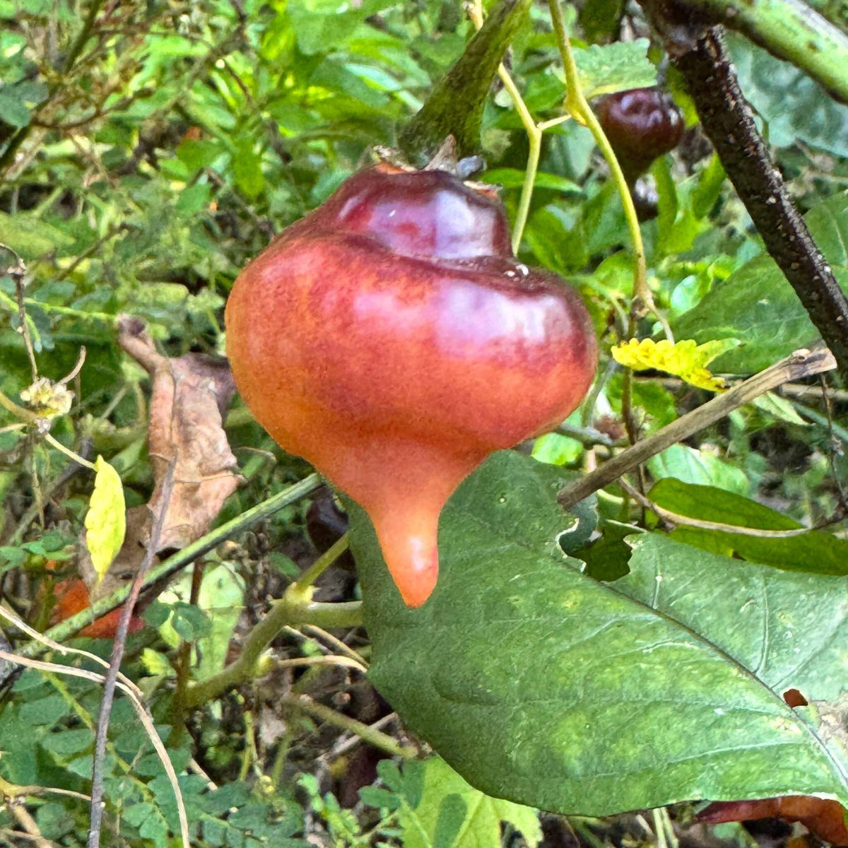 Pink Ufo Pepper Seeds 