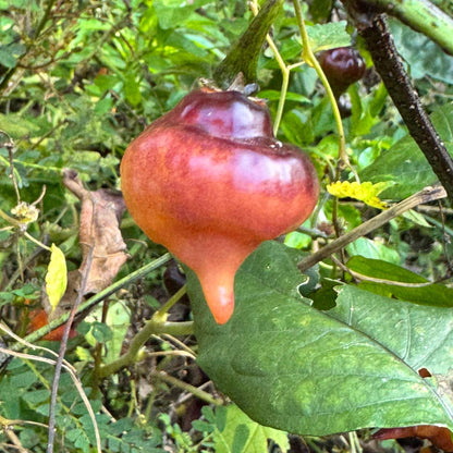 Pink Ufo Pepper Seeds 