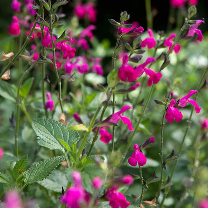 Pink United Mint Seeds - Herbal Plant