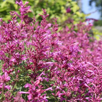 Pink United Mint Seeds - Herbal Plant