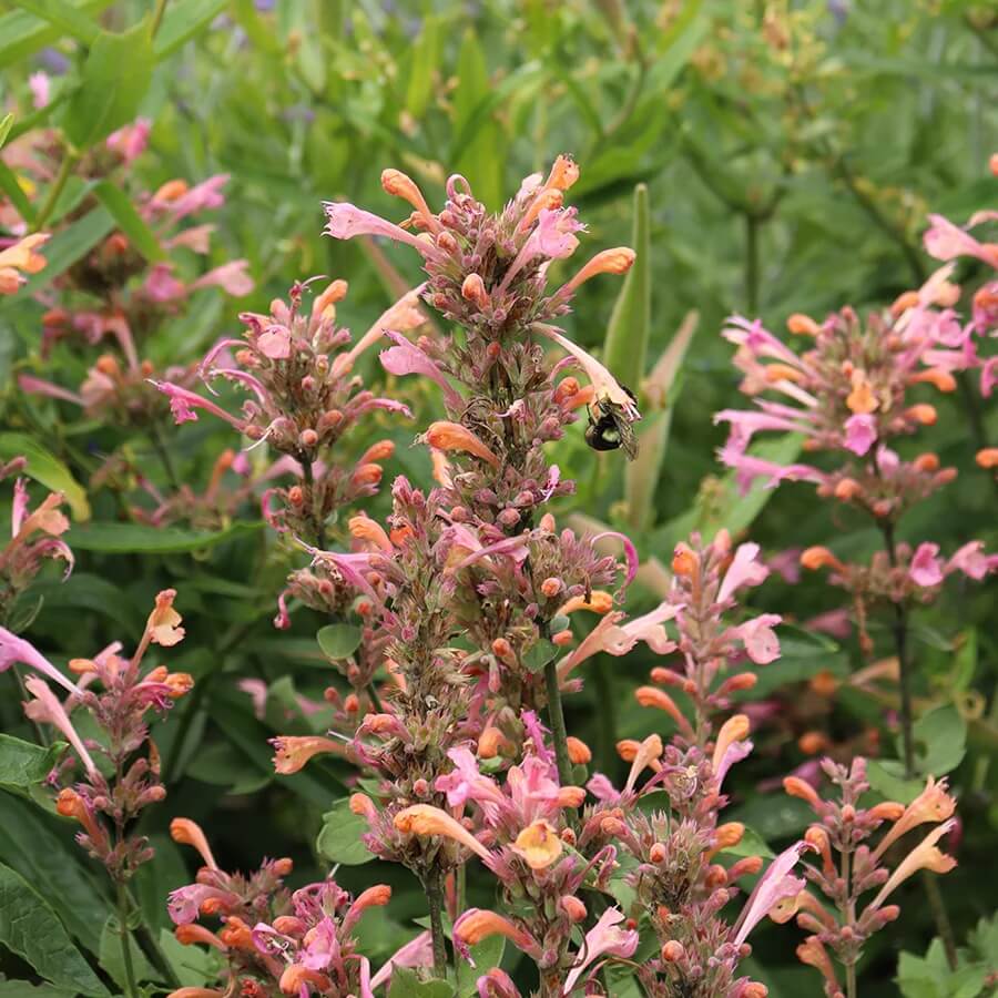 Pink United Mint Seeds - Herbal Plant