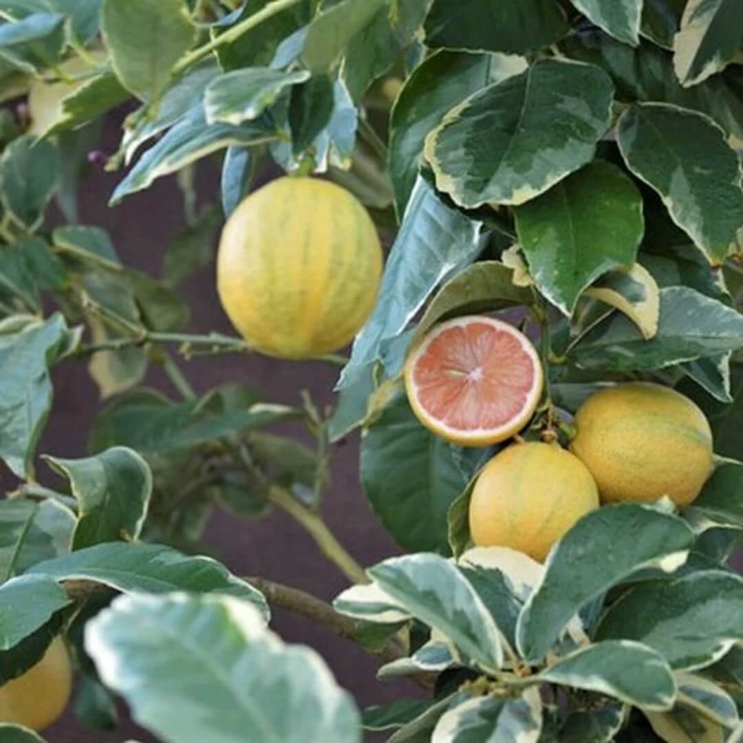 Pink Variegated Lemon Seeds