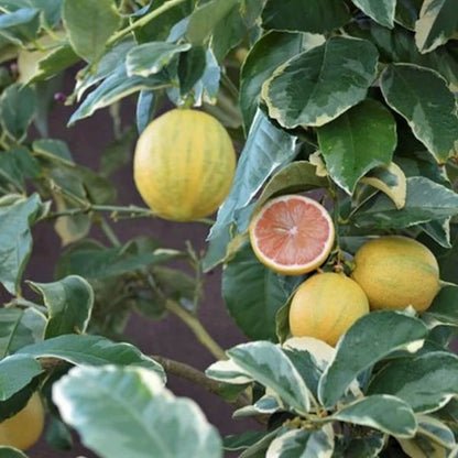 Pink Variegated Lemon Seeds