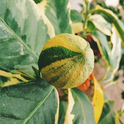 Pink Variegated Lemon Seeds