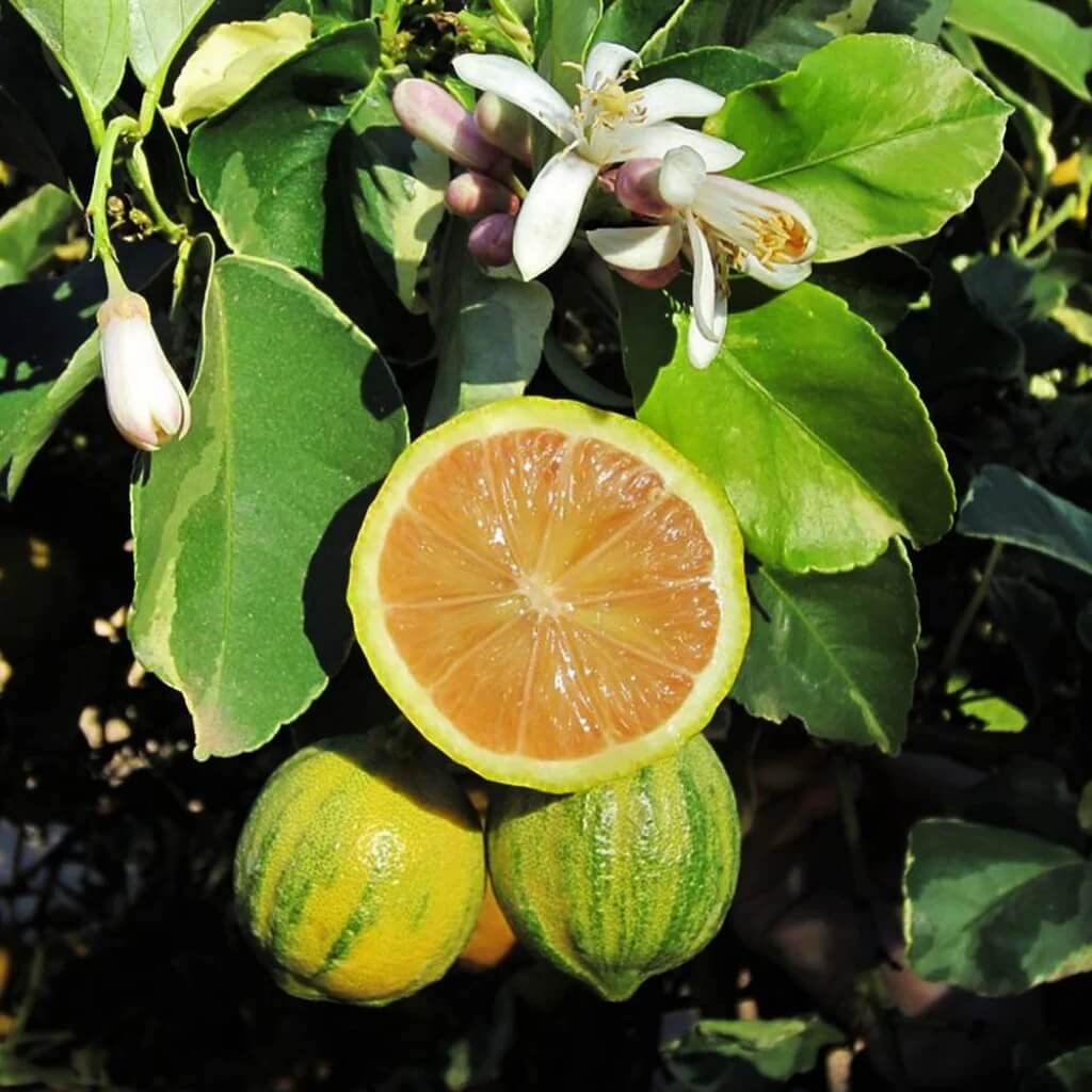 Pink Variegated Lemon Seeds